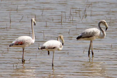 El flamenco también tiene hueco en Castilla La Mancha