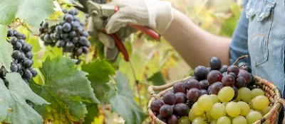 Empieza la temporada de cosecha de uvas en CLM