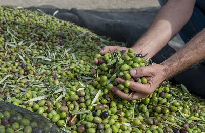La producción de aceite de oliva en la región supera expectativas