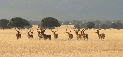 Descubre la belleza del Parque Nacional de Cabañeros