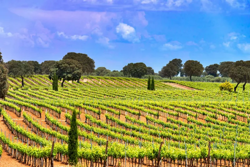 Castilla La Mancha, tierra de cine