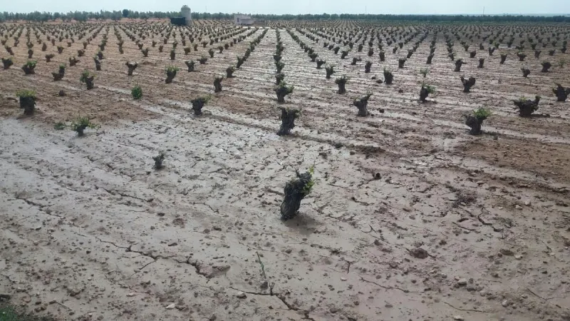 Castilla La Mancha se une a la lucha contra el cambio climático
